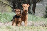AIREDALE TERRIER 136